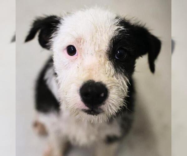 Medium Photo #1 Mutt Puppy For Sale in San Antonio, TX, USA