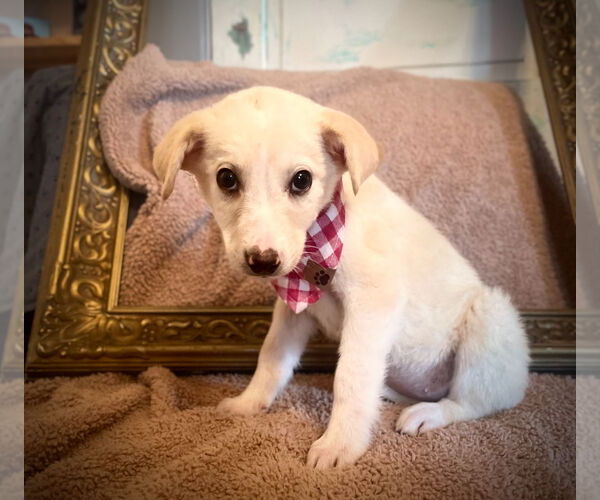 Medium Photo #1 Labrador Retriever-Unknown Mix Puppy For Sale in Rockaway, NJ, USA