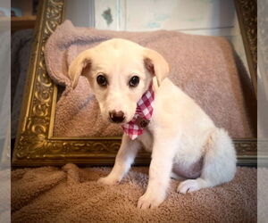 Labrador Retriever-Unknown Mix Dogs for adoption in Rockaway, NJ, USA