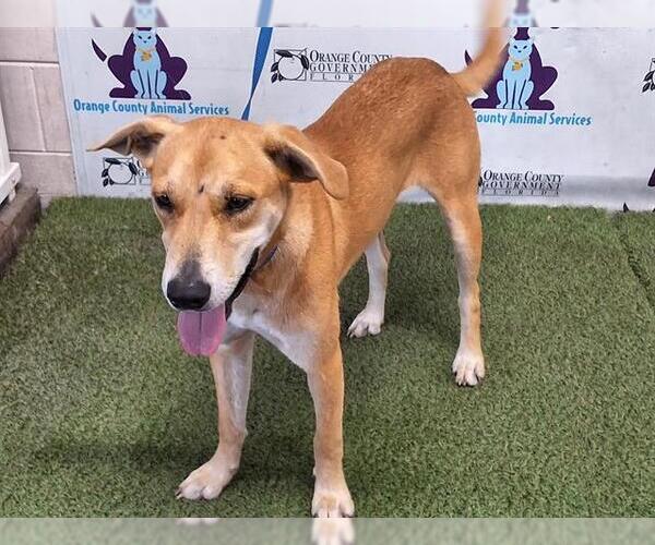 Medium Photo #1 Black Mouth Cur Puppy For Sale in Orlando, FL, USA