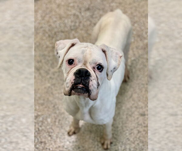 Medium Photo #3 Boxer Puppy For Sale in Austin, TX, USA