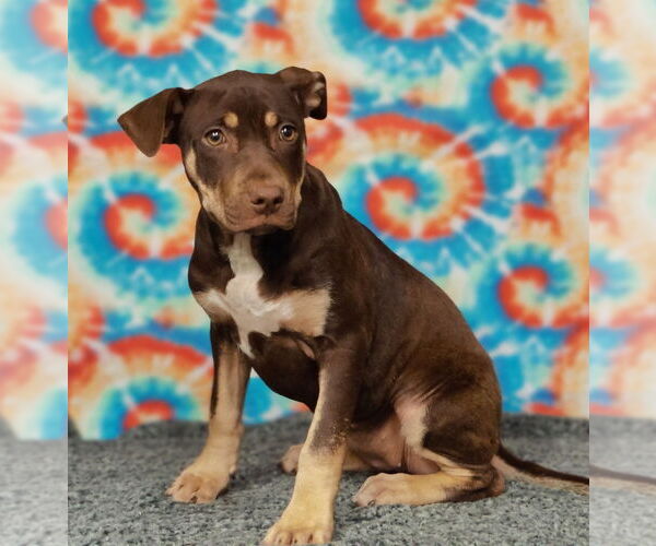 Medium Photo #4 American Pit Bull Terrier-Labrador Retriever Mix Puppy For Sale in Talladega, AL, USA