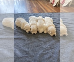 Golden Retriever Puppy for Sale in MERCED, California USA