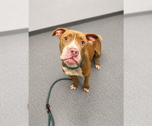 Mutt Dogs for adoption in Peoria, IL, USA
