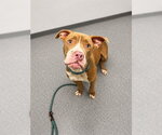 Small Mutt