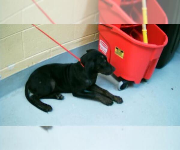 Medium Photo #1 Black and Tan Coonhound Puppy For Sale in Tulsa, OK, USA