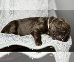 Small Photo #42 Goldendoodle Puppy For Sale in HOWARD CITY, MI, USA