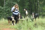 Small Photo #5 Greater Swiss Mountain Dog Puppy For Sale in ALREAD, AR, USA