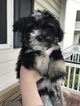 Small Photo #1 Havanese Puppy For Sale in MOUNT PLEASANT, SC, USA