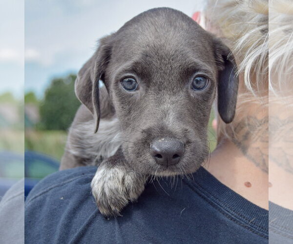 Medium Photo #4 Mutt Puppy For Sale in Huntley, IL, USA