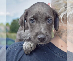 Caleb - Male Mutt Dog for Adoption - Photo #4