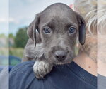 Small #3 Mutt
