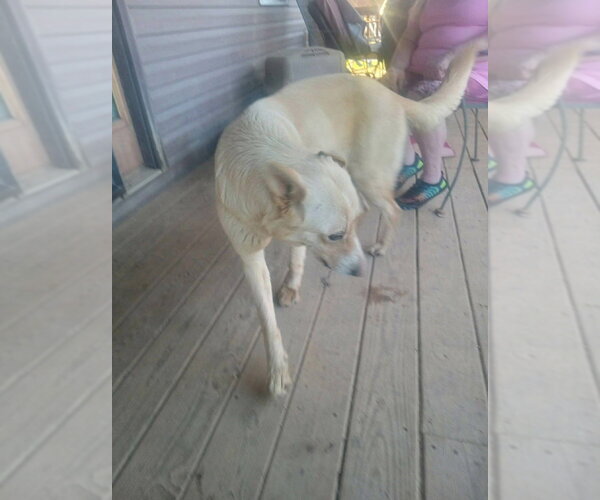 Medium Photo #3 Golden Pyrenees Puppy For Sale in Aurora, IN, USA