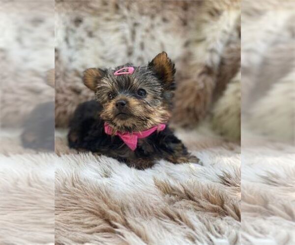 Medium Photo #8 Yorkshire Terrier Puppy For Sale in WINTER PARK, FL, USA