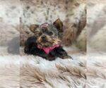 Small #7 Yorkshire Terrier