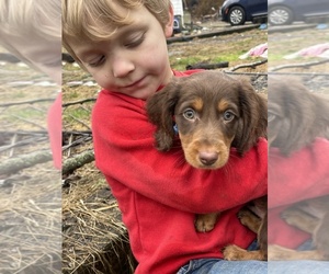 Dachshund Puppy for sale in BEACH CITY, OH, USA