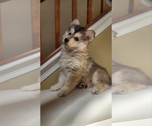 Pomsky Puppy for sale in HENDERSON, CO, USA