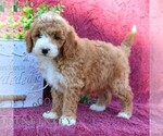 Small #3 Goldendoodle (Miniature)
