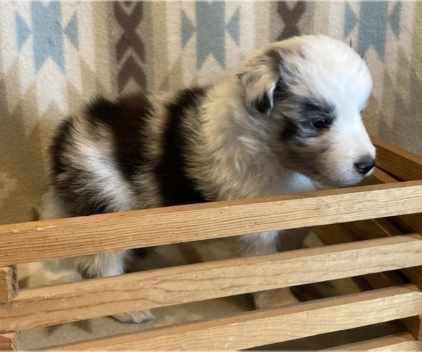 Medium Photo #4 Shetland Sheepdog Puppy For Sale in FORT MORGAN, CO, USA