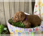 Small Photo #5 Labradoodle Puppy For Sale in DUNN, NC, USA