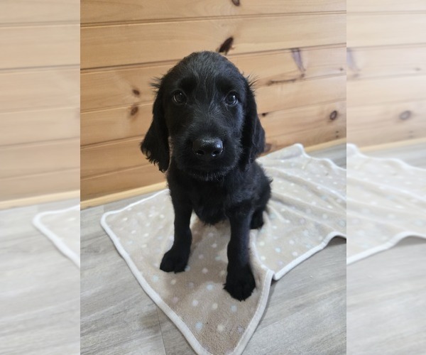 Medium Photo #1 Labradoodle Puppy For Sale in WILLIAMSTOWN, KY, USA