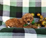 Small Photo #3 Poodle (Toy) Puppy For Sale in NEW PROVIDENCE, PA, USA