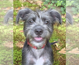 Mutt Dogs for adoption in Boston, MA, USA