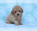 Small Photo #3 Bichpoo Puppy For Sale in SHILOH, OH, USA