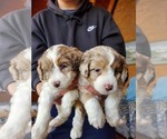 Small Photo #14 Aussiedoodle Miniature  Puppy For Sale in STAFFORD, VA, USA