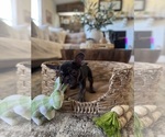 Small Photo #29 French Bulldog Puppy For Sale in BONNEAU, SC, USA