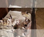 Small Photo #10 French Bulldog Puppy For Sale in CAPE CORAL, FL, USA
