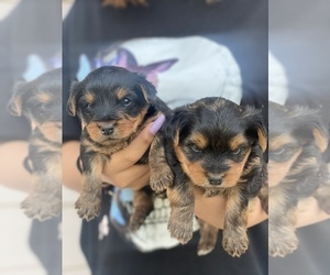 Yorkshire Terrier Puppy for sale in MEDFORD, OR, USA