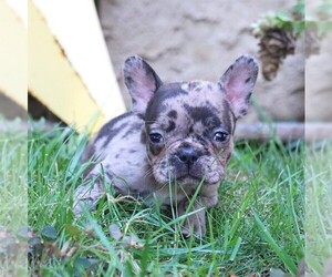 French Bulldog Puppy for sale in LANCASTER, PA, USA