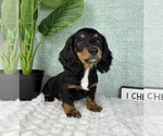 Small #6 Dachshund