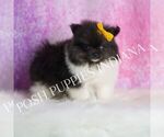 Small Photo #36 Pomeranian Puppy For Sale in WARSAW, IN, USA
