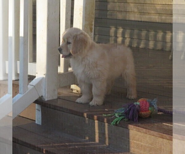 Medium Photo #6 Golden Retriever Puppy For Sale in MECHANICSVILLE, MD, USA
