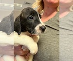 Small Photo #2 Anatolian Shepherd-Unknown Mix Puppy For Sale in Holly Springs, NC, USA