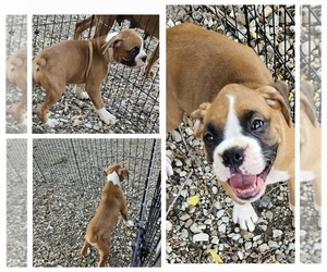 Boxer Puppy for sale in GOLDFIELD, IA, USA