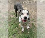 Small Photo #2 Mutt Puppy For Sale in Riverside, CA, USA