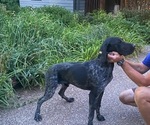 Small Photo #1 German Shorthaired Pointer Puppy For Sale in BOONVILLE, IN, USA