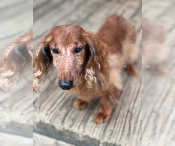 Medium Photo #6 Dachshund Puppy For Sale in Gulfport, MI, USA