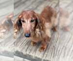 Small #5 Dachshund