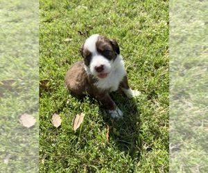 Goldendoodle-Miniature Australian Shepherd Mix Puppy for sale in AUSTIN, TX, USA