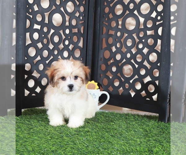 Medium Photo #4 Zuchon Puppy For Sale in MOUNT VERNON, OH, USA