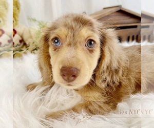 Dachshund Puppy for sale in ASTORIA, NY, USA