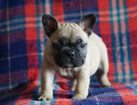 Medium Photo #1 English Bulldog Puppy For Sale in FREDERICKSBG, OH, USA