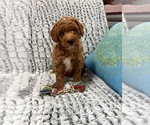 Small #2 Goldendoodle (Miniature)