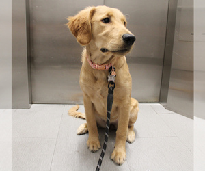 Golden Retriever Puppy for sale in NEW HYDE PARK, NY, USA