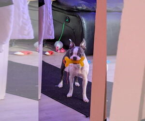 Mother of the Boston Terrier puppies born on 01/13/2026