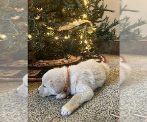 Labrador Retriever-Maremma Sheepdog Mix Puppy for sale in PLAINWELL, MI, USA
